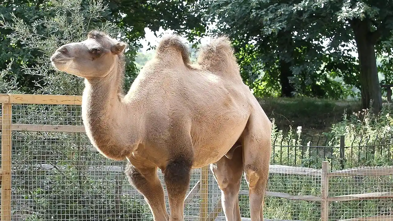 LONDON ZOO