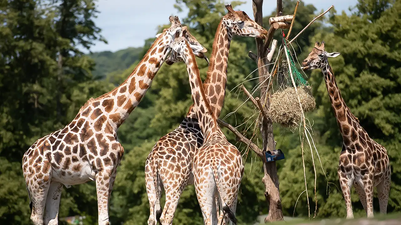 West Midland Safari Park.