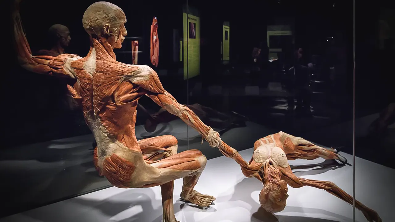 Body Worlds