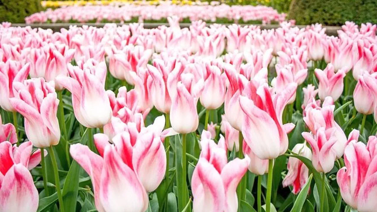 Keukenhof Entry and Shuttle Bus