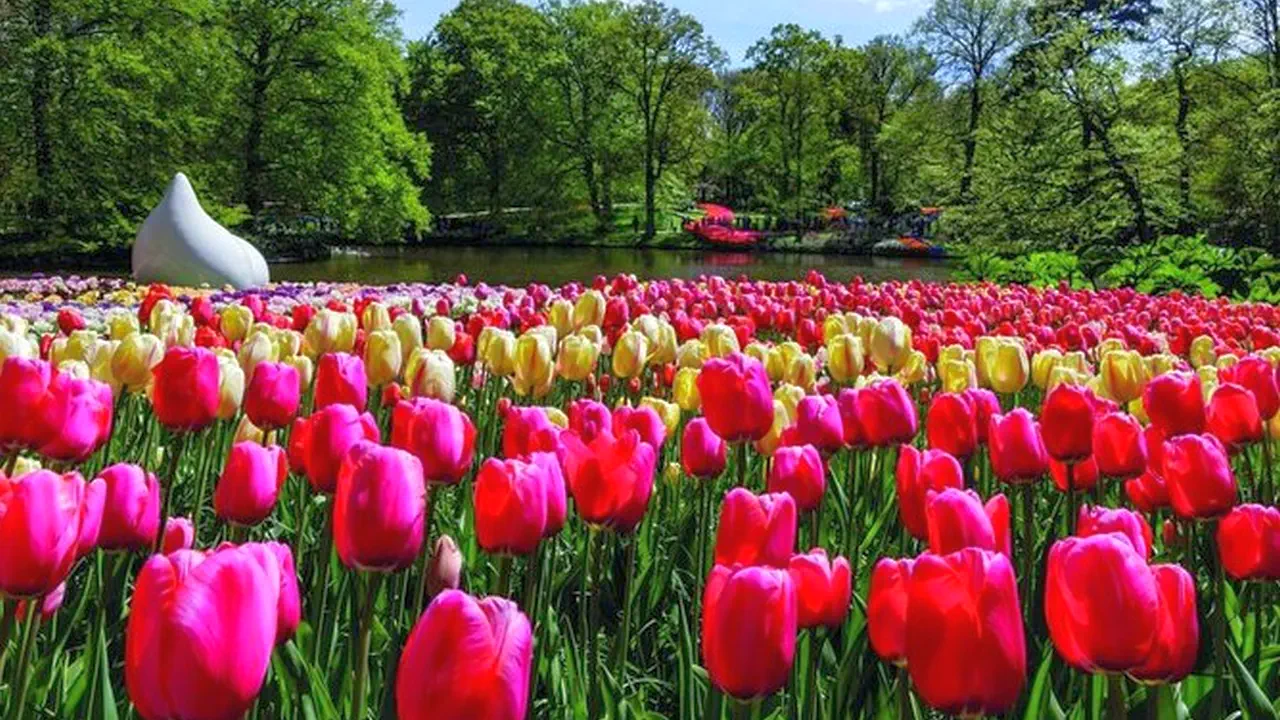 Keukenhof Entry and Shuttle Bus