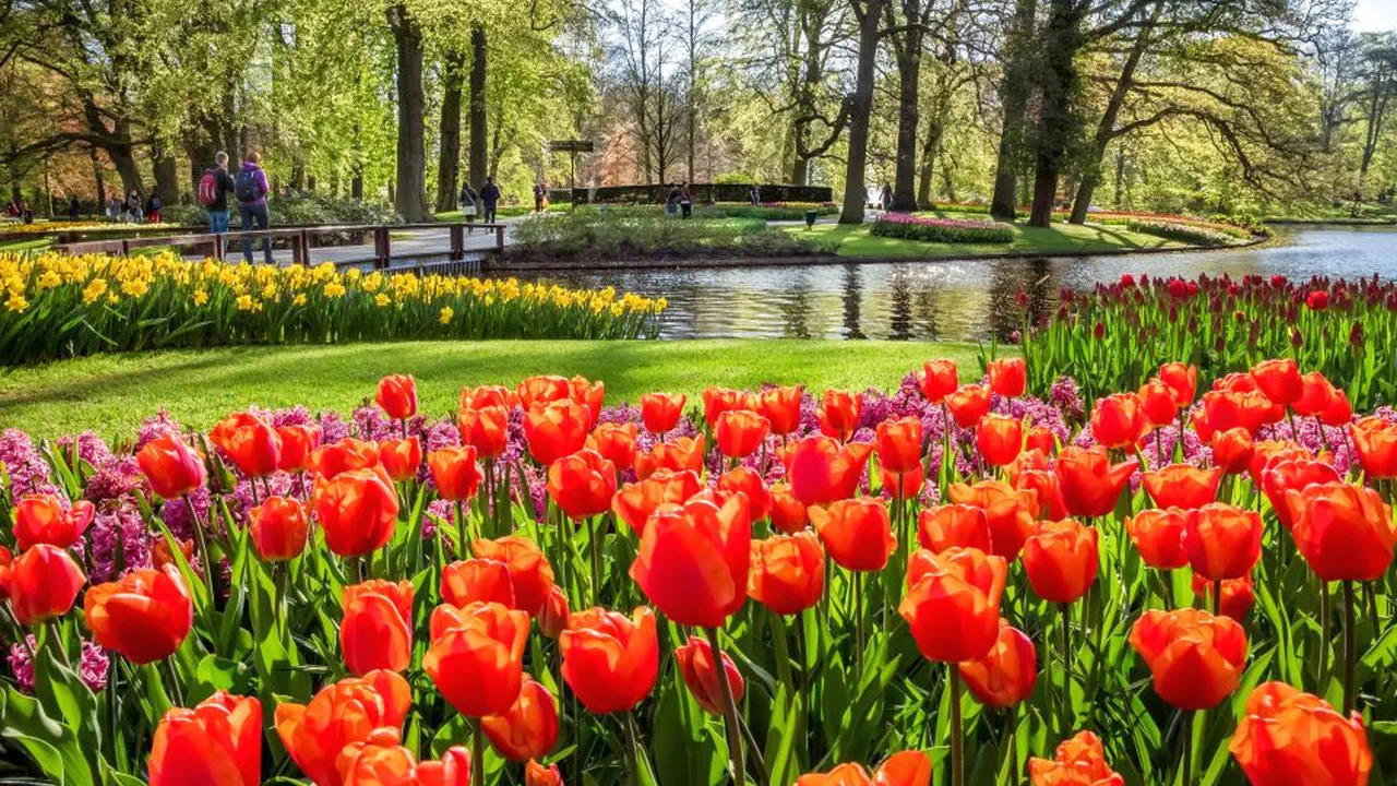 Keukenhof Entry and Shuttle Bus