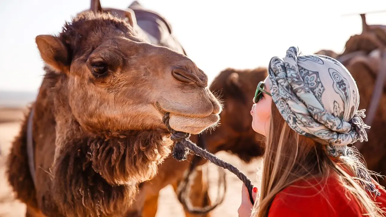 ركوب الخيل و الجمال بالإفطار