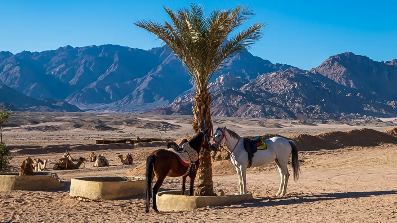 Horse riding and beauty breakfast