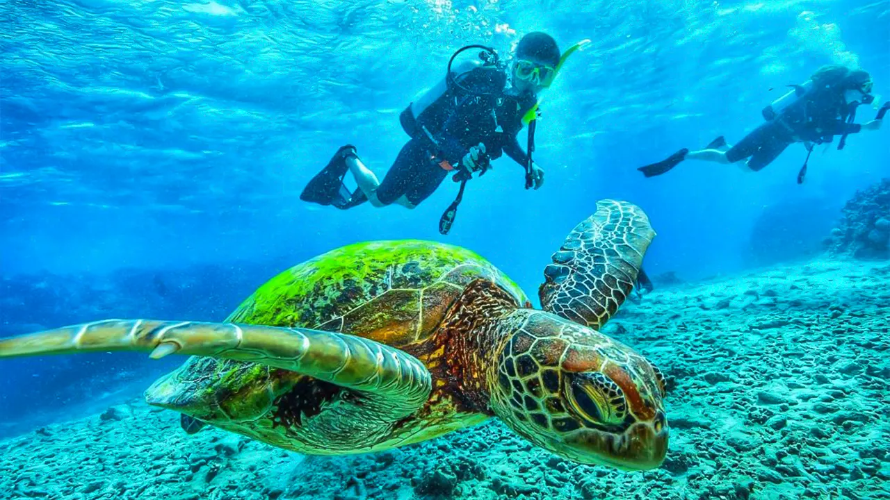 Ras Mohamed, White Island, Snorkel & Diving