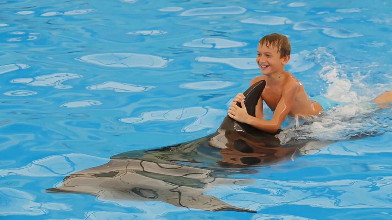 Show at Dolphin World