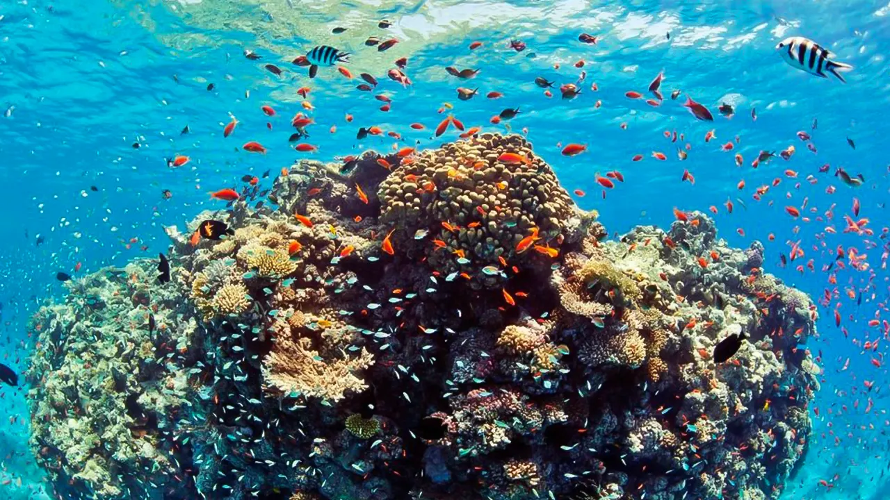 Giftun island with snorkeling and a lunch buffet