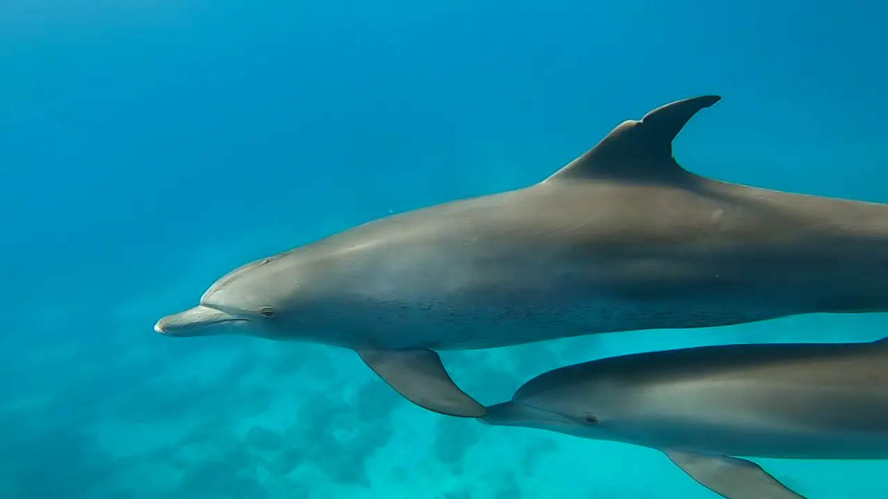 Speedboat tour with diving and lunch