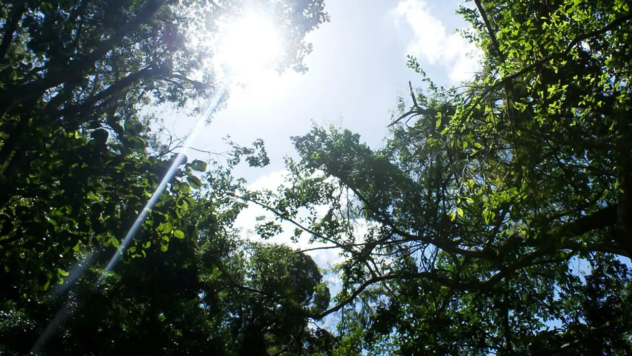 Tijuca Rain Forest Tour by Jeep