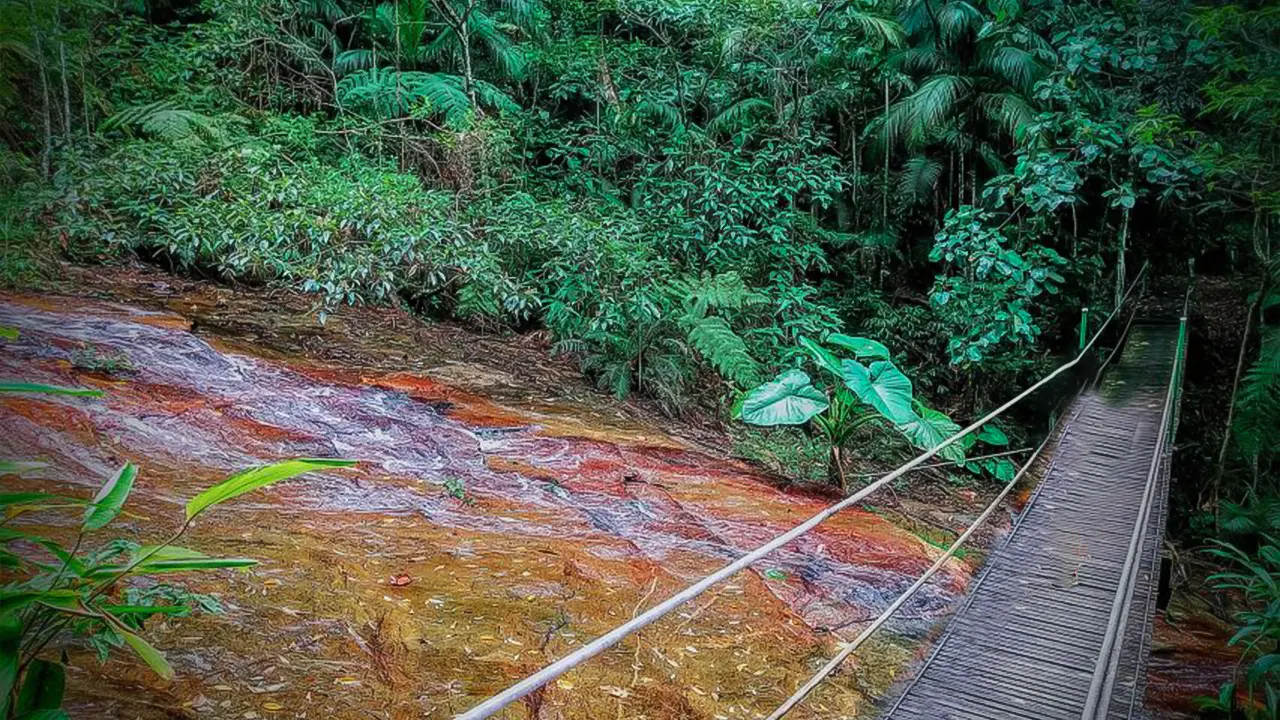 Tijuca Forest