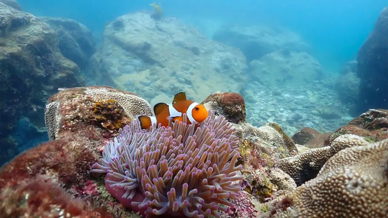 Snorkeling Experience in Bangkok