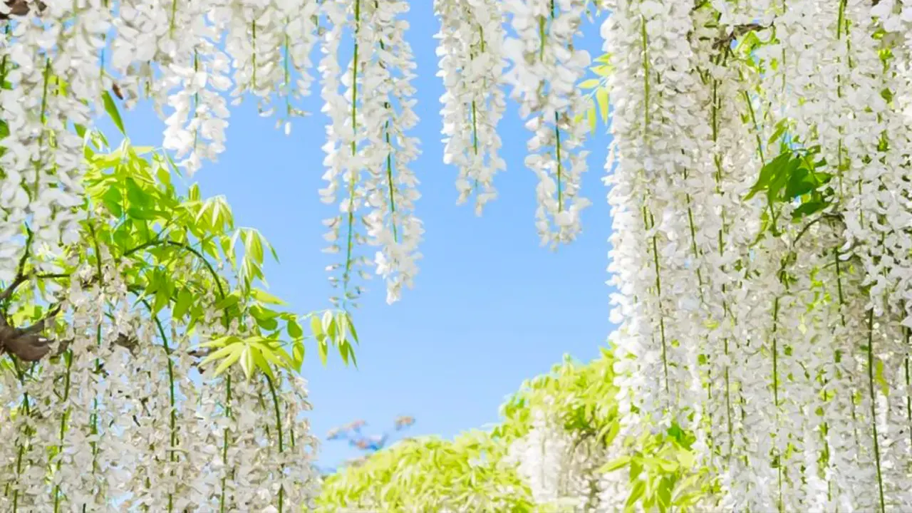 Ibaraki, Hitachi Park & Oarai Isosaki Shrine