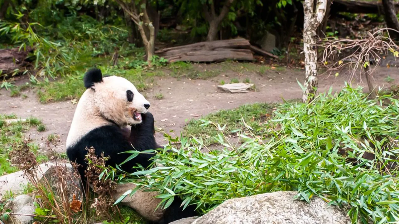 Schönbrunn Zoo