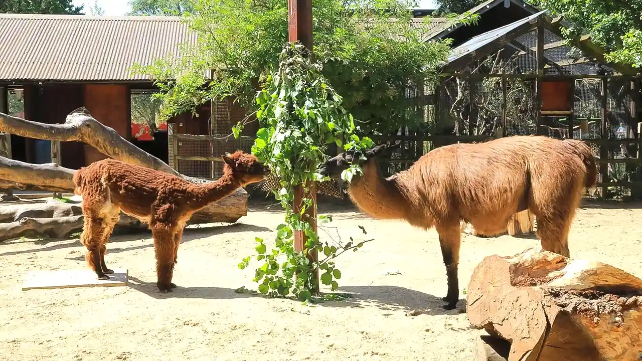 LONDON ZOO