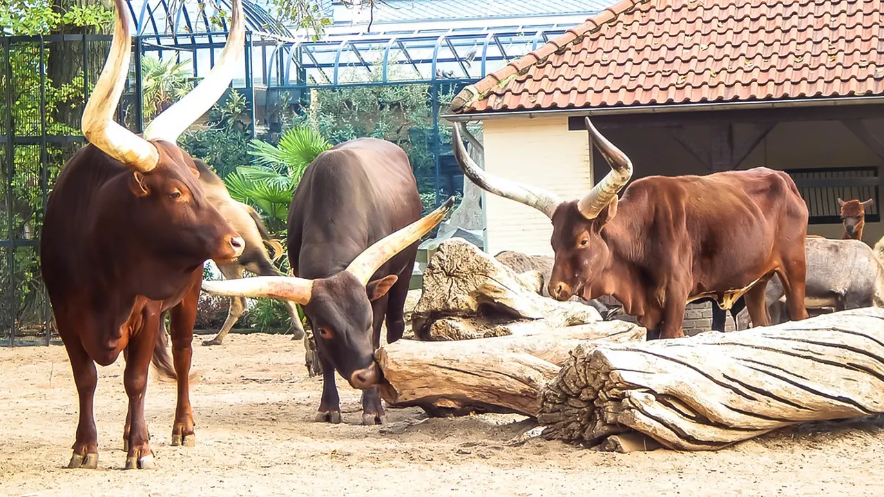 ARTIS Amsterdam Royal Zoo