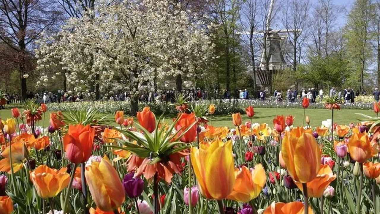 Keukenhof Entry and Shuttle Bus