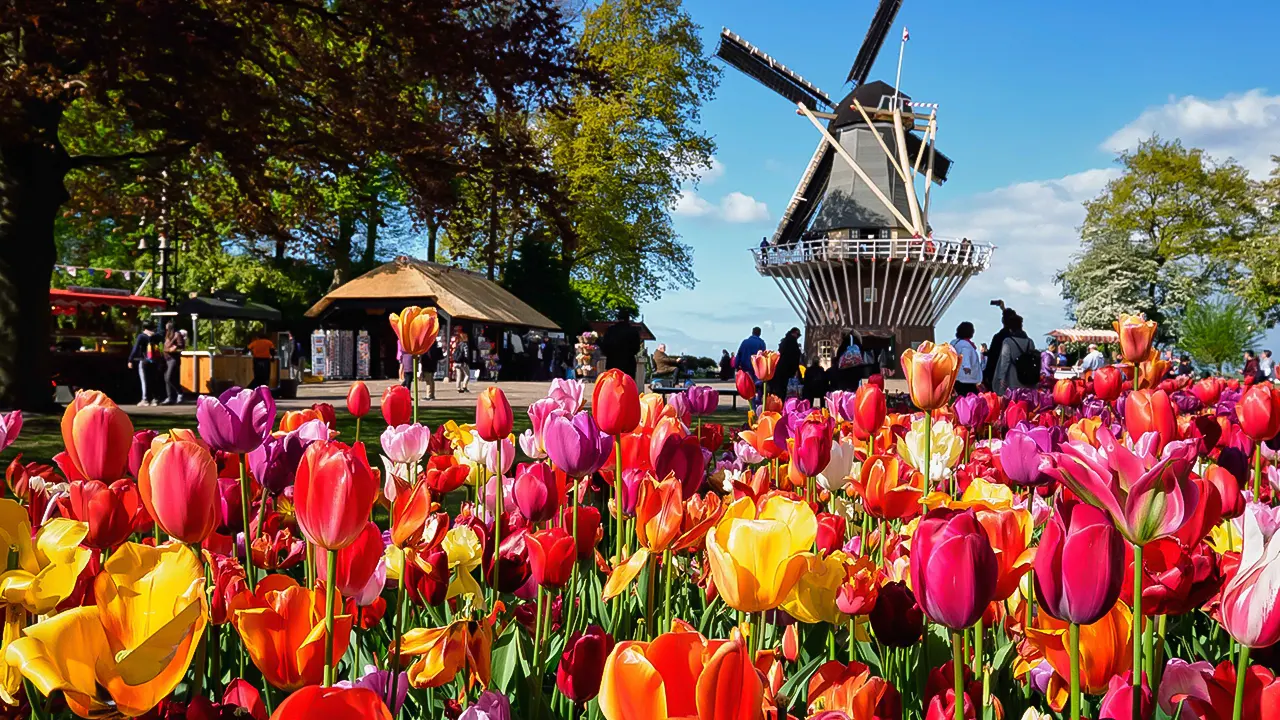 Tulip Tour Keukenhof & City Tour Delft