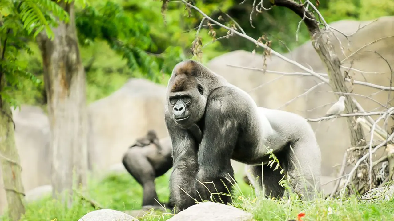 Rotterdam Zoo Blijdorp