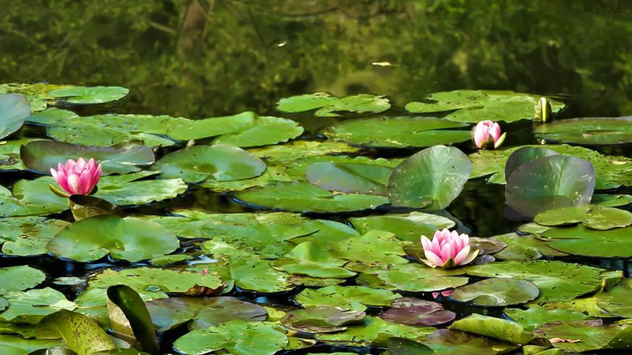 Monet’s House and Gardens