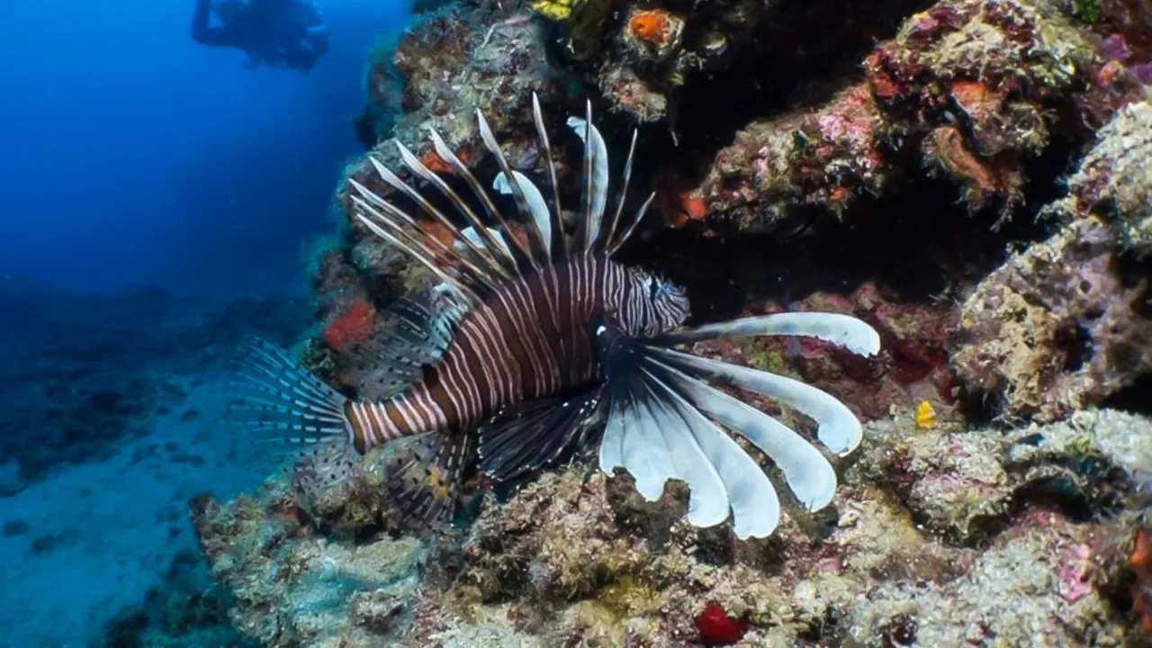 Scuba Diving with Pickup