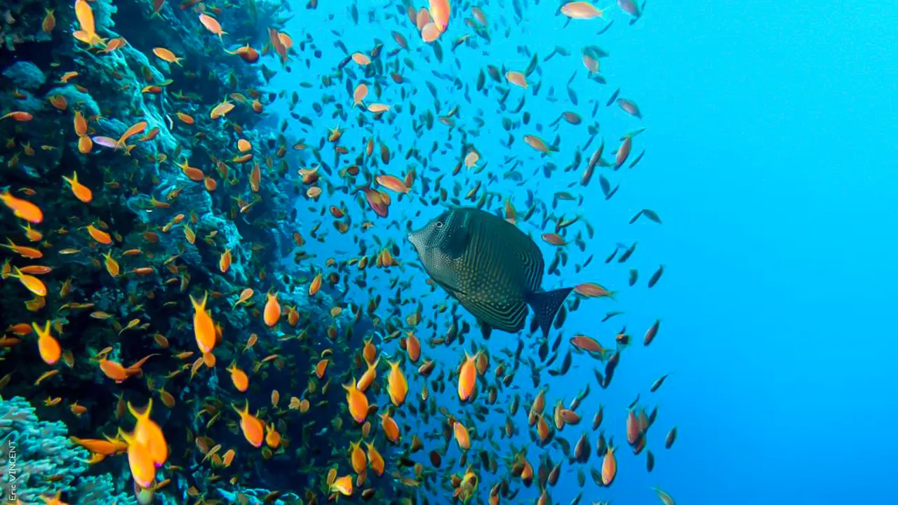 Ras Mohamed, White Island, Snorkel & Diving