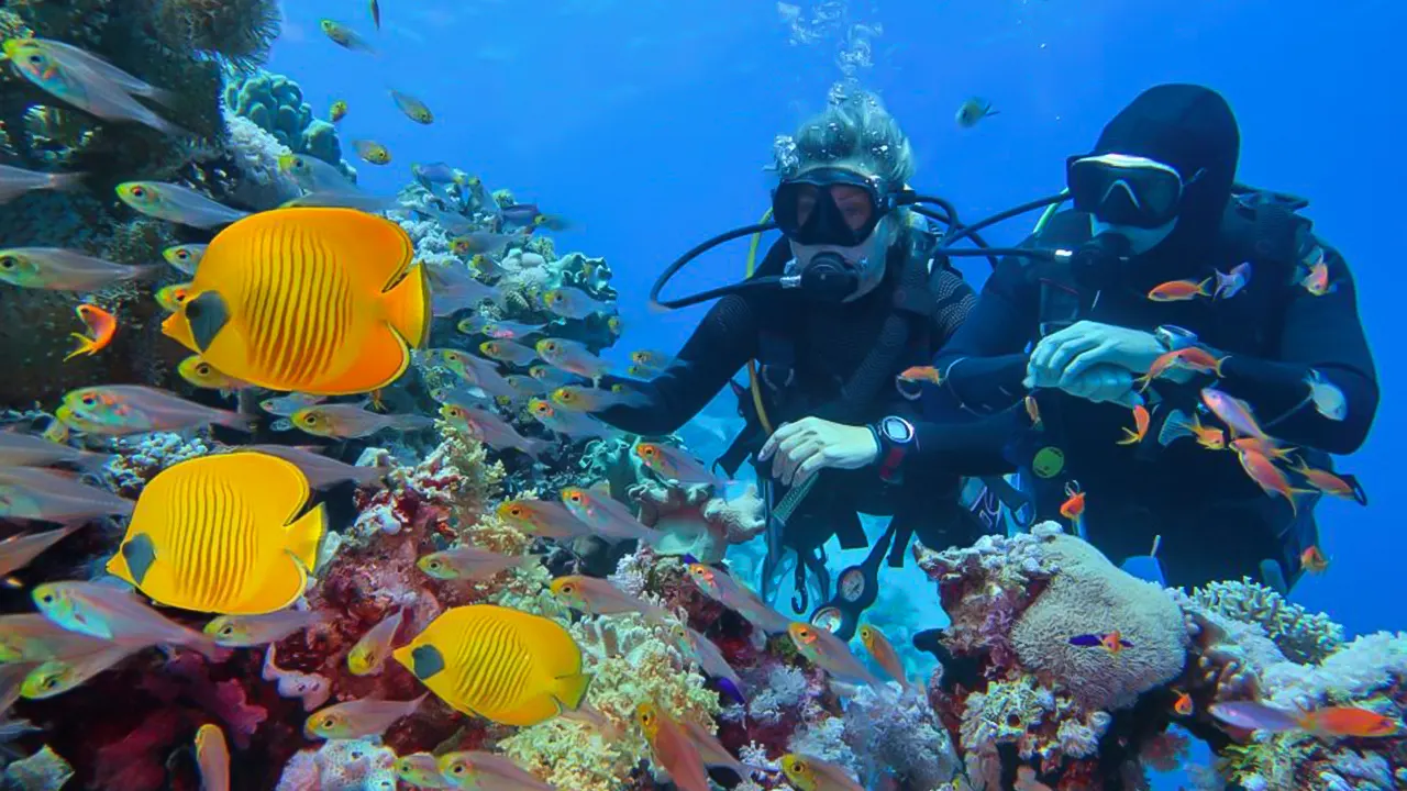 Ras Mohamed, White Island, Snorkel & Diving