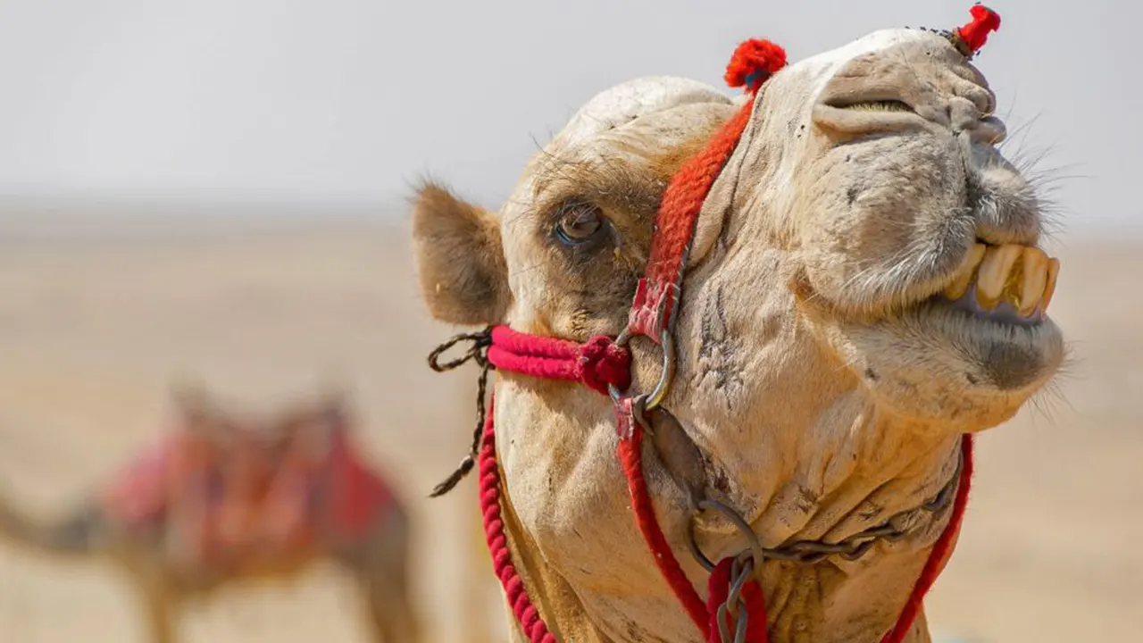 Jeep, camel and Safari buggy rides with BBQ dinner