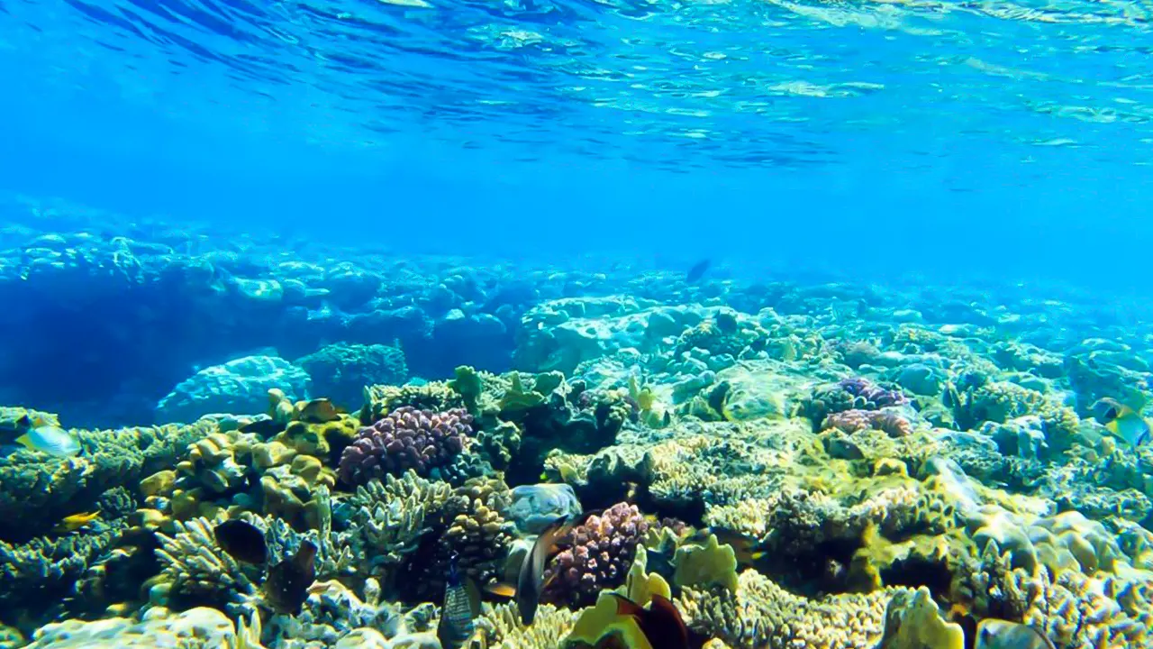 Dolphin watching with snorkeling and lunch