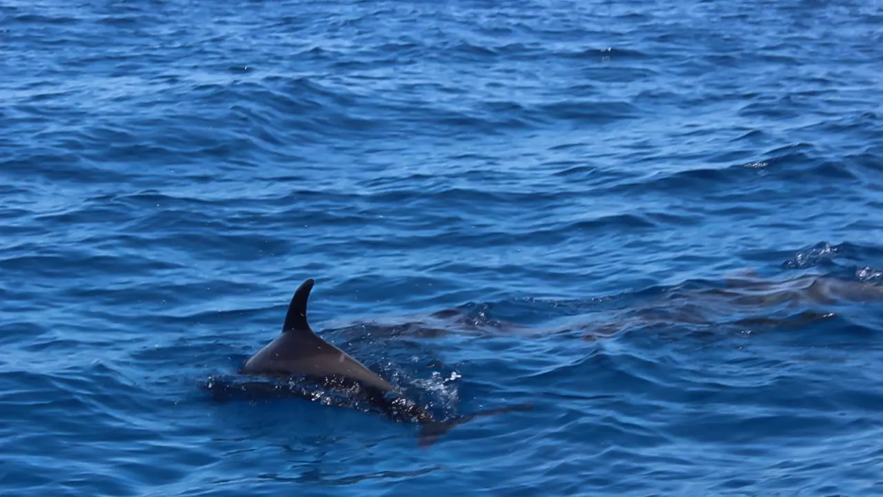 Speedboat tour with diving and lunch