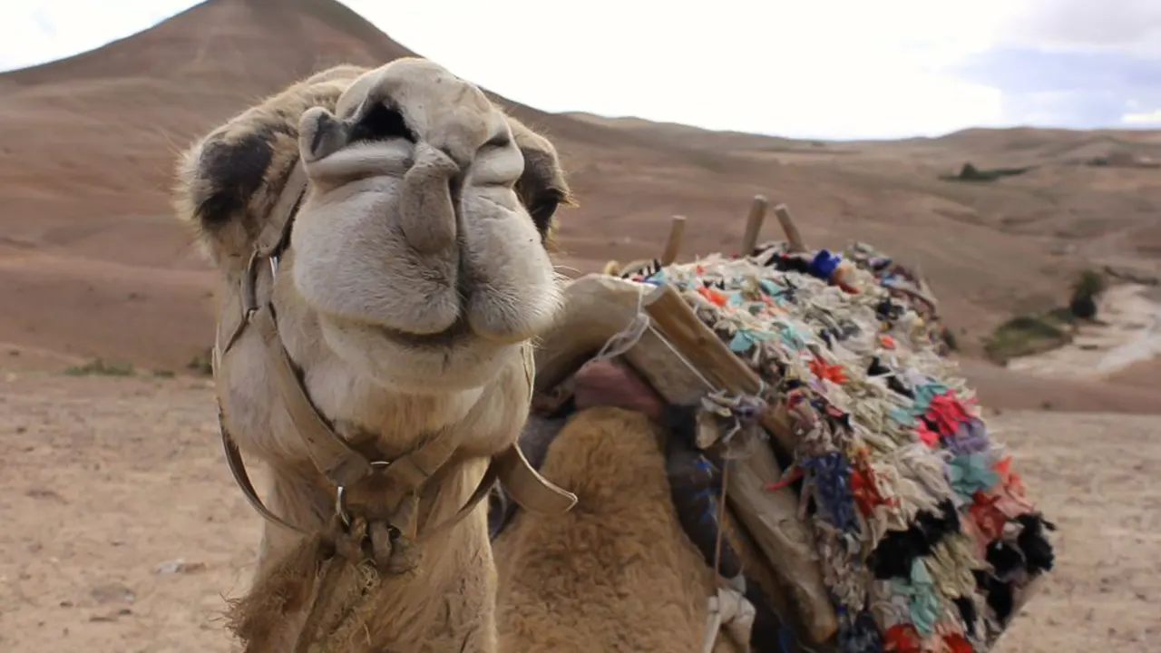 جولة غروب وركوب الجمال, وجبة عشاء, & شو