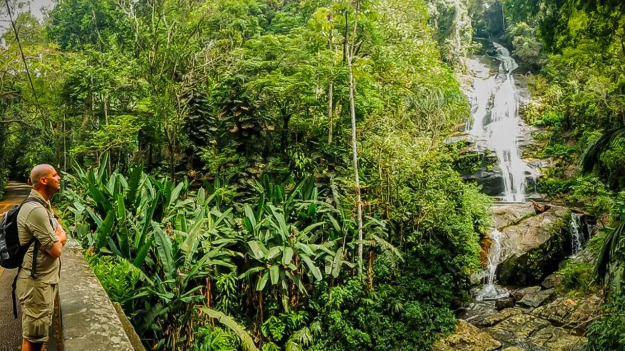 Tijuca Forest