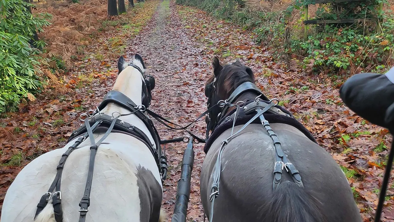 Horse Drawn Carriage ride