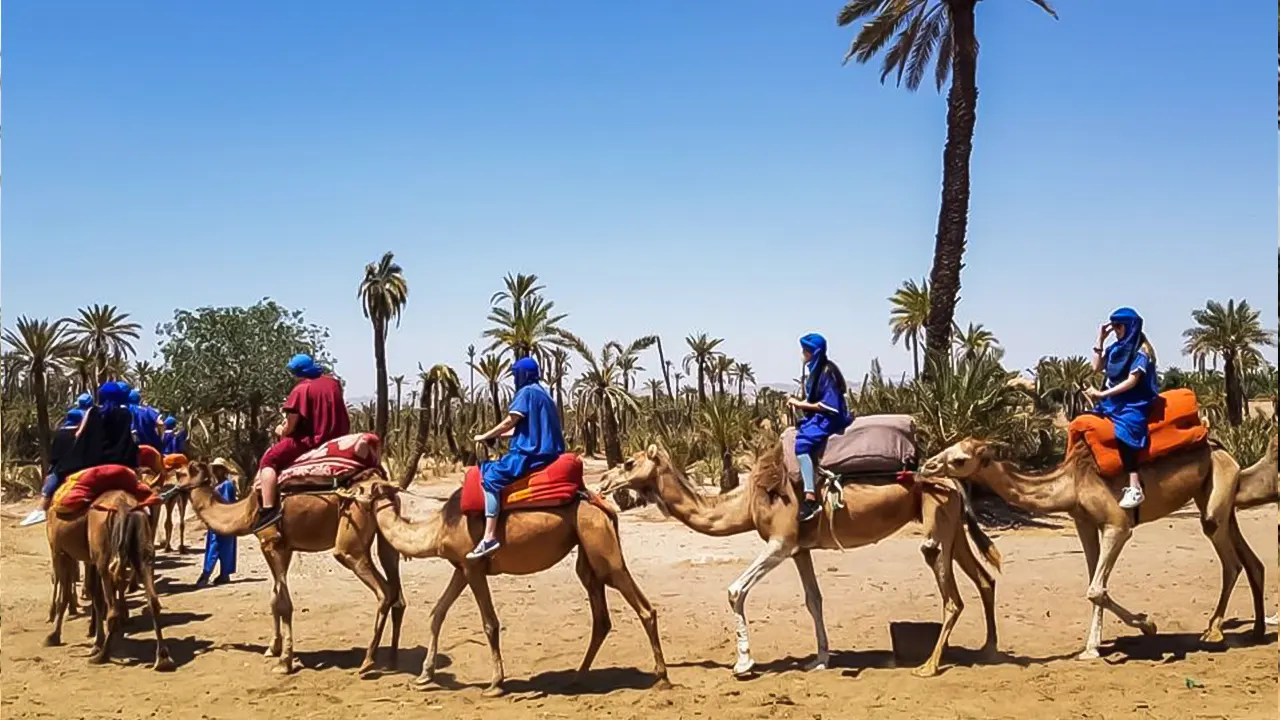 ركوب الجمال في واحة بالميراي