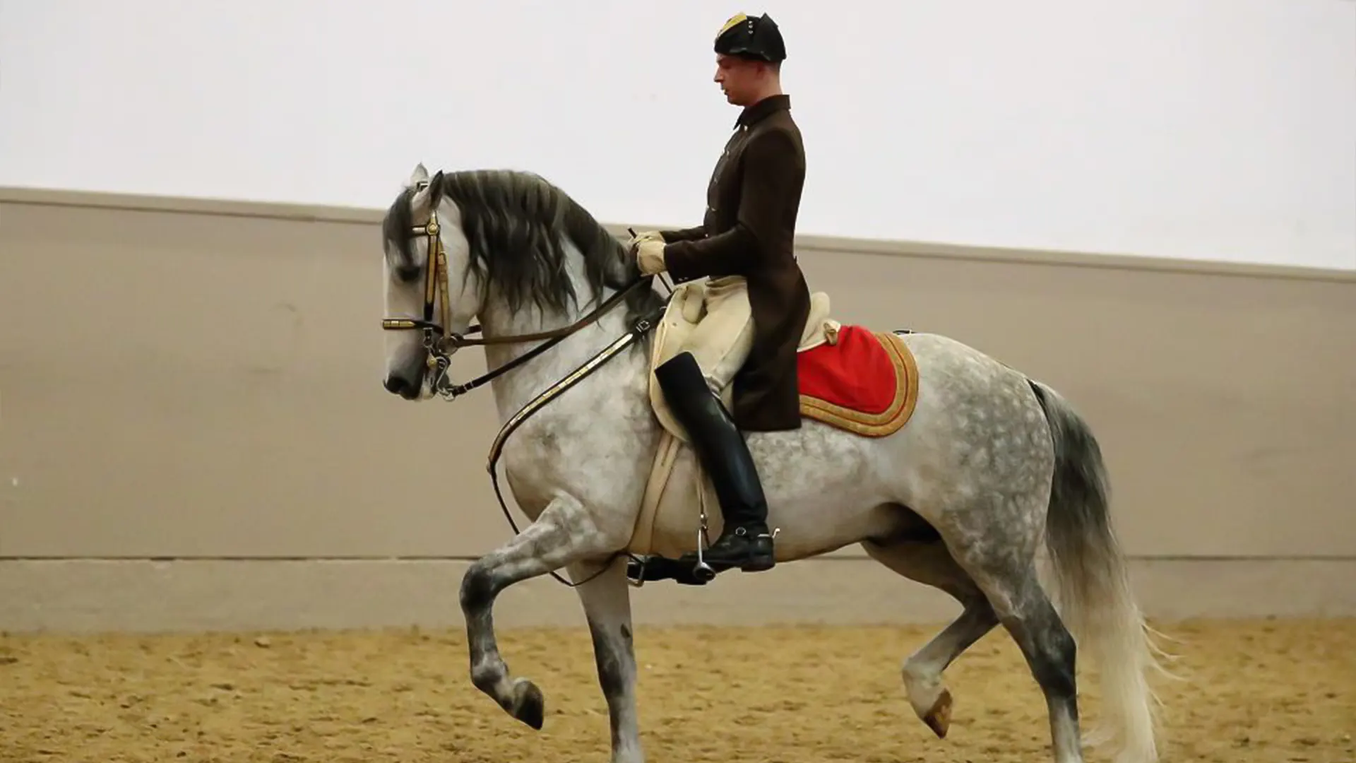 Performance Of The Lipizzans At Spanish Riding School